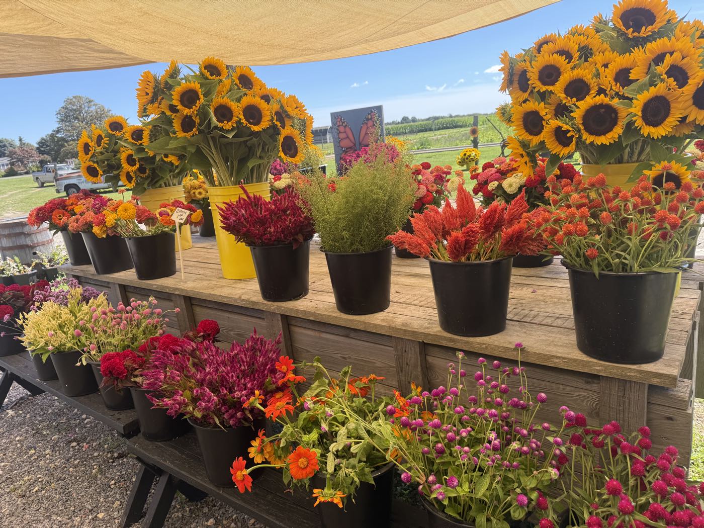 Buckets of cut flowers on a market table